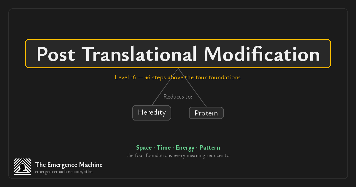 What is the meaning of Post Translational Modification? — The Emergence ...